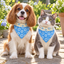 Double-Layer Pet Bandana - Blue