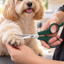 Pet Grooming Scissors – Small
